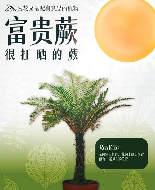 富贵蕨的养殖方法和注意事项，富贵蕨怎么养护-第2张图片-优品飞百科