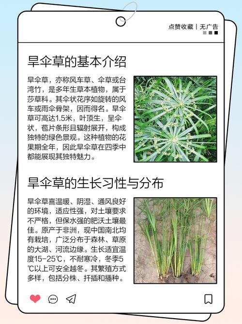 富贵蕨的养殖方法和注意事项，富贵蕨怎么养护-第4张图片-优品飞百科