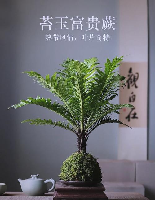 富贵蕨的养殖方法和注意事项，富贵蕨怎么养护-第5张图片-优品飞百科