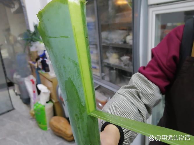 怎样区分芋和滴水观音？芋和滴水观音的区别？