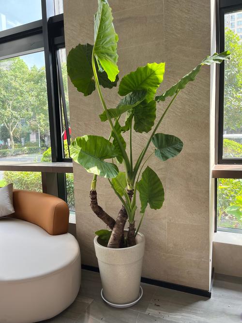 怎样区分芋和滴水观音？芋和滴水观音的区别？-第2张图片-优品飞百科