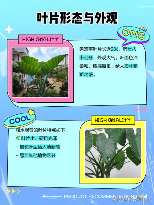 怎样区分芋和滴水观音？芋和滴水观音的区别？-第3张图片-优品飞百科