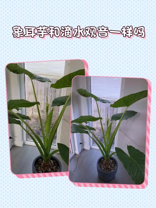 怎样区分芋和滴水观音？芋和滴水观音的区别？-第5张图片-优品飞百科