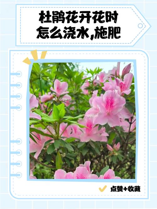 杜鹃如何浇水施肥？杜鹃施肥如何施肥？-第2张图片-优品飞百科