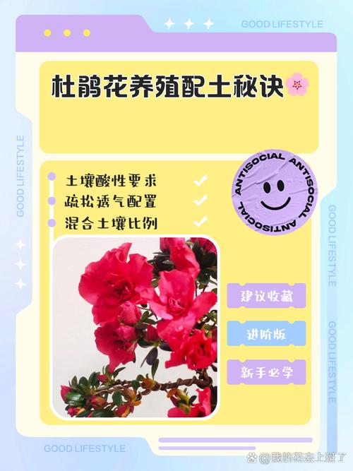 杜鹃如何浇水施肥？杜鹃施肥如何施肥？-第4张图片-优品飞百科