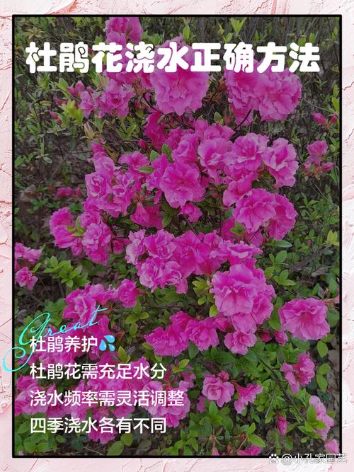 杜鹃如何浇水施肥？杜鹃施肥如何施肥？-第6张图片-优品飞百科