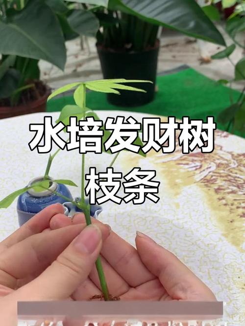 水培发财树的养殖方法和注意事项，发财树可以一直水培吗-第1张图片-优品飞百科