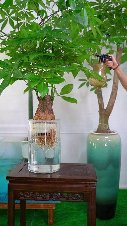 水培发财树的养殖方法和注意事项，发财树可以一直水培吗-第2张图片-优品飞百科