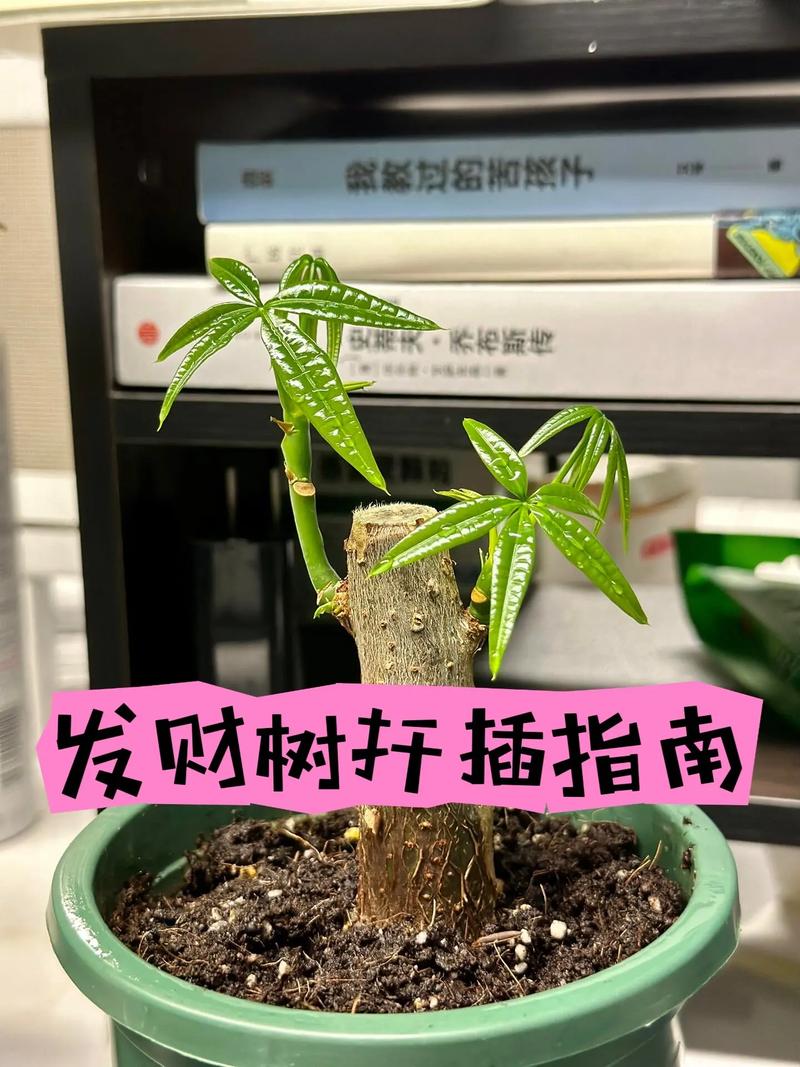 水培发财树的养殖方法和注意事项，发财树可以一直水培吗-第3张图片-优品飞百科