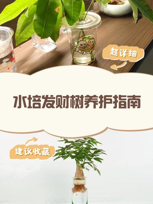 水培发财树的养殖方法和注意事项，发财树可以一直水培吗-第5张图片-优品飞百科
