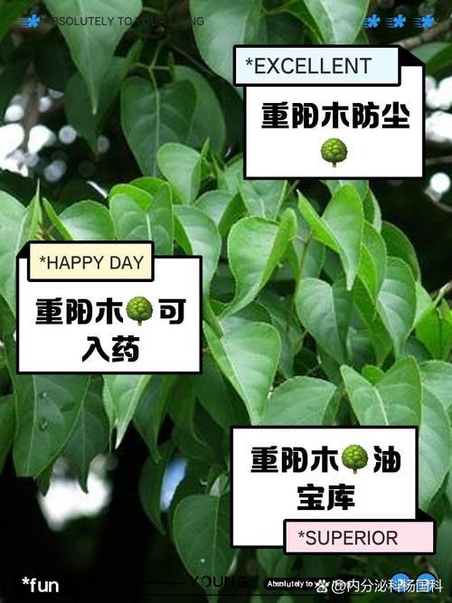 重阳木的养殖方法和注意事项？重阳木又名？-第1张图片-优品飞百科