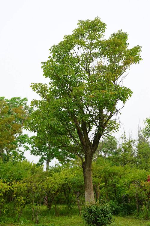 重阳木的养殖方法和注意事项？重阳木又名？-第2张图片-优品飞百科