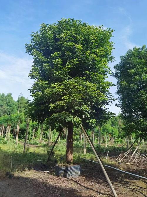 重阳木的养殖方法和注意事项？重阳木又名？-第3张图片-优品飞百科