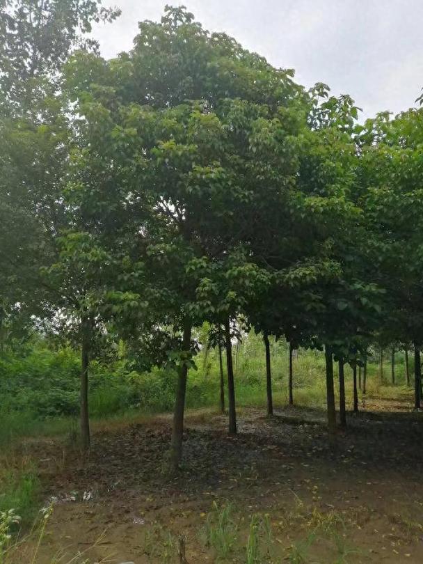 重阳木的养殖方法和注意事项？重阳木又名？-第4张图片-优品飞百科