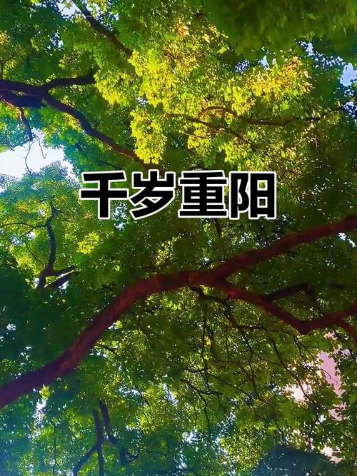 重阳木的养殖方法和注意事项？重阳木又名？-第5张图片-优品飞百科