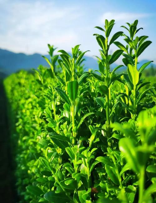 冬青常见的病虫害及其防治？冬青病害名称及图片？-第2张图片-优品飞百科