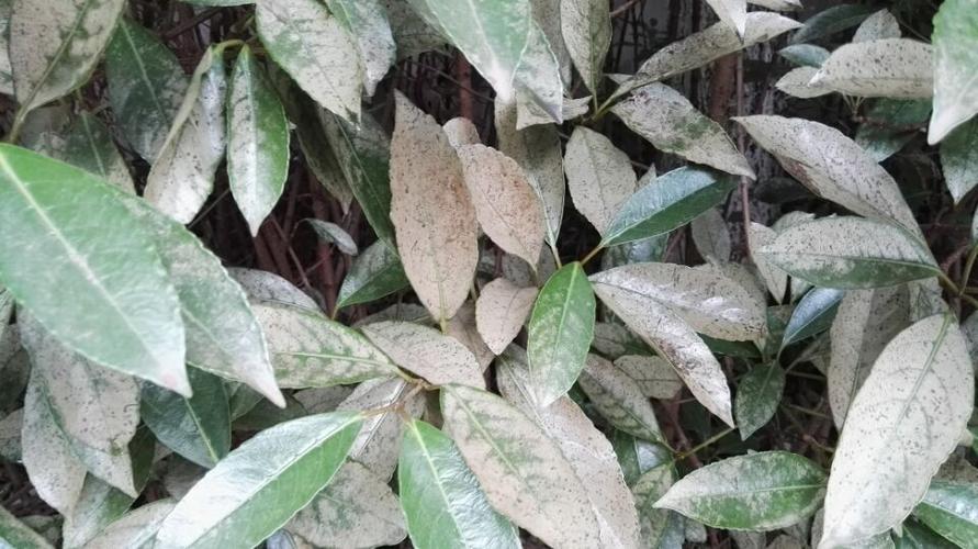 冬青常见的病虫害及其防治？冬青病害名称及图片？-第3张图片-优品飞百科