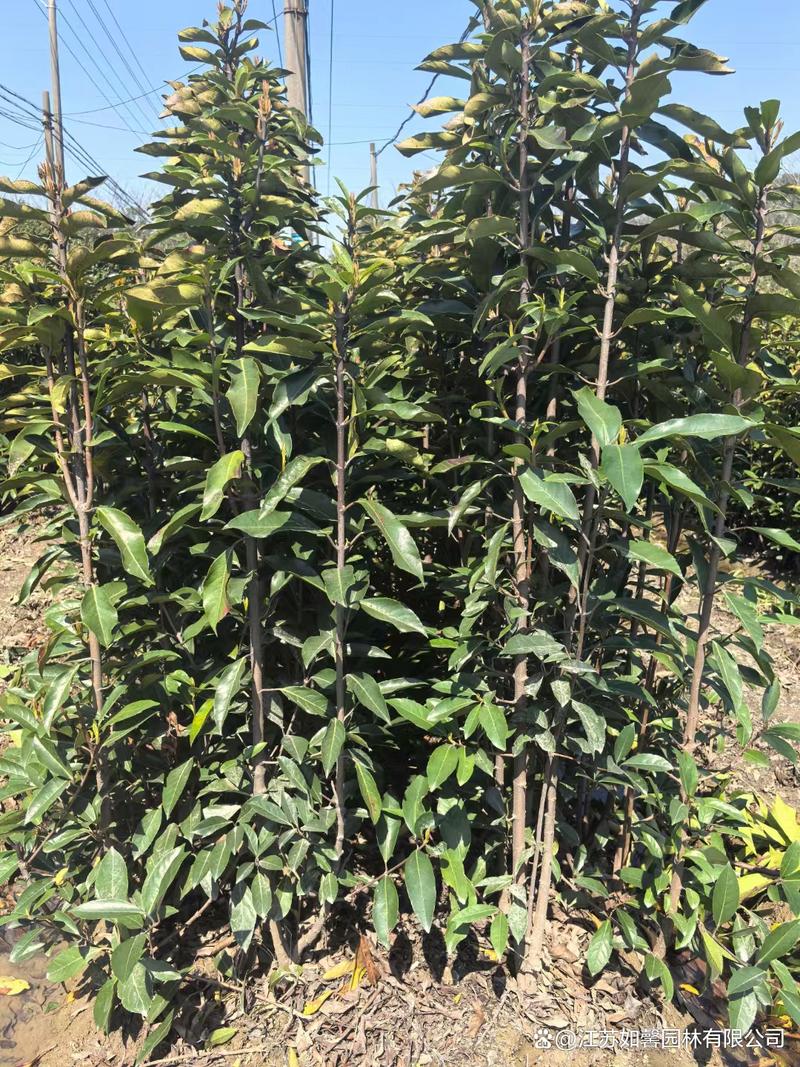 冬青常见的病虫害及其防治？冬青病害名称及图片？-第4张图片-优品飞百科