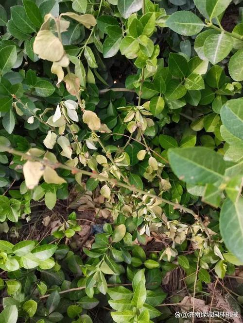 冬青常见的病虫害及其防治？冬青病害名称及图片？-第5张图片-优品飞百科