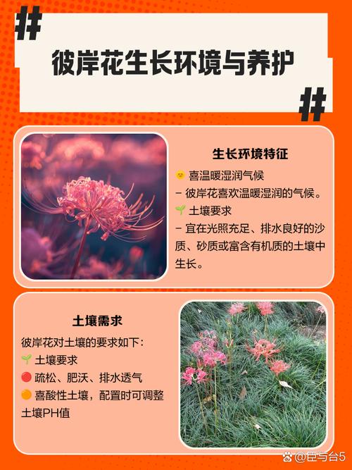彼岸花喜欢酸性还是碱性，野外挖的彼岸花怎么养，彼岸花喜欢什么食物？-第1张图片-优品飞百科