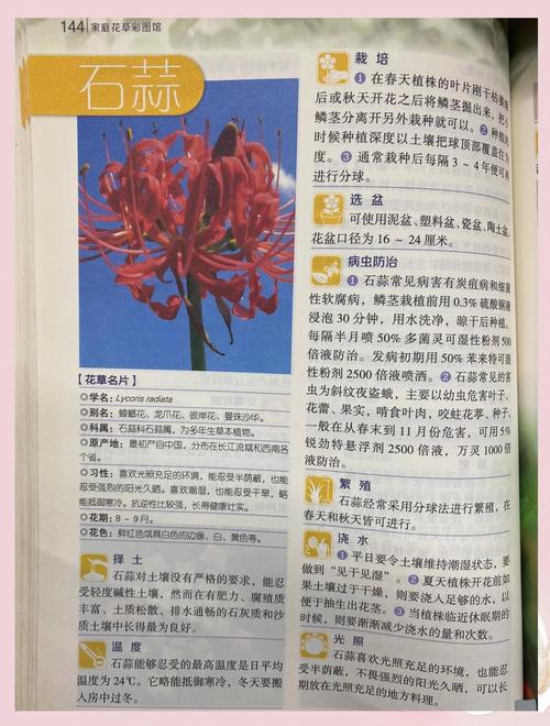 彼岸花喜欢酸性还是碱性，野外挖的彼岸花怎么养，彼岸花喜欢什么食物？-第2张图片-优品飞百科