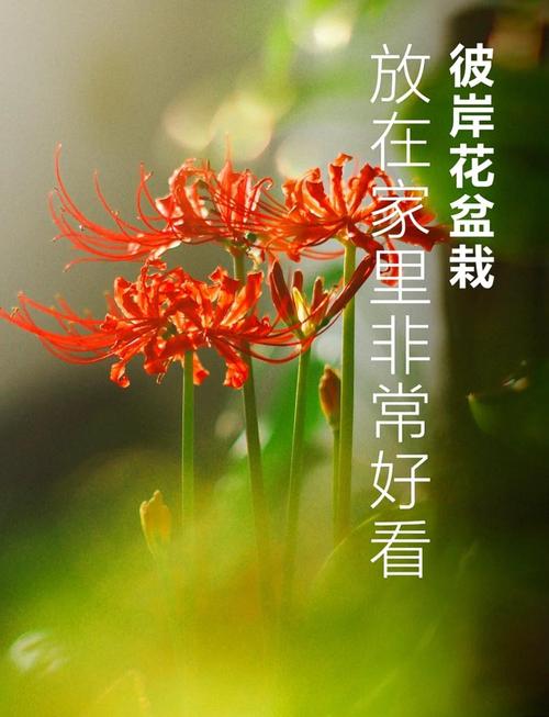 彼岸花喜欢酸性还是碱性，野外挖的彼岸花怎么养，彼岸花喜欢什么食物？-第4张图片-优品飞百科