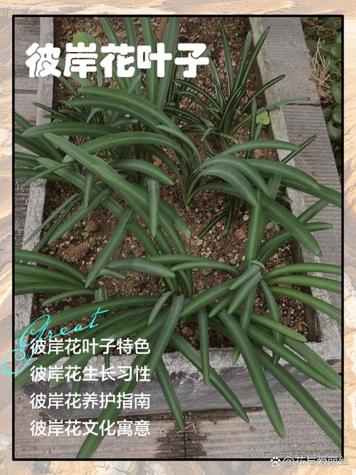 彼岸花喜欢酸性还是碱性，野外挖的彼岸花怎么养，彼岸花喜欢什么食物？-第5张图片-优品飞百科