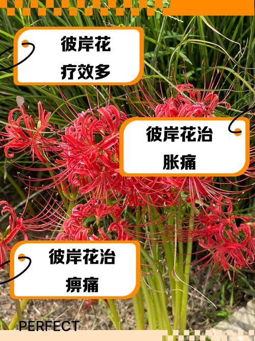 彼岸花喜欢酸性还是碱性，野外挖的彼岸花怎么养，彼岸花喜欢什么食物？-第6张图片-优品飞百科