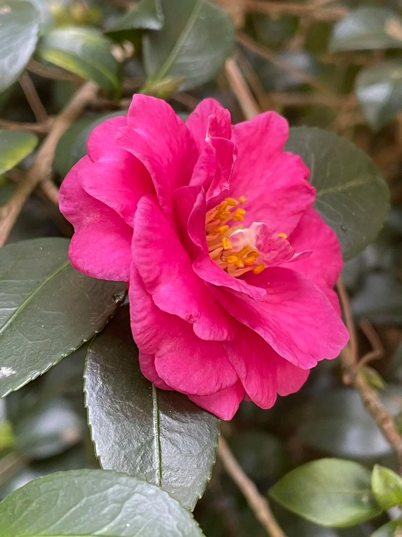 山茶花长什么样，山茶花长什么样有什么特点-第1张图片-优品飞百科