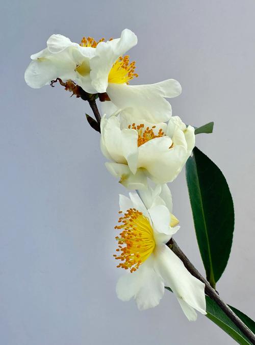 山茶花长什么样，山茶花长什么样有什么特点-第3张图片-优品飞百科