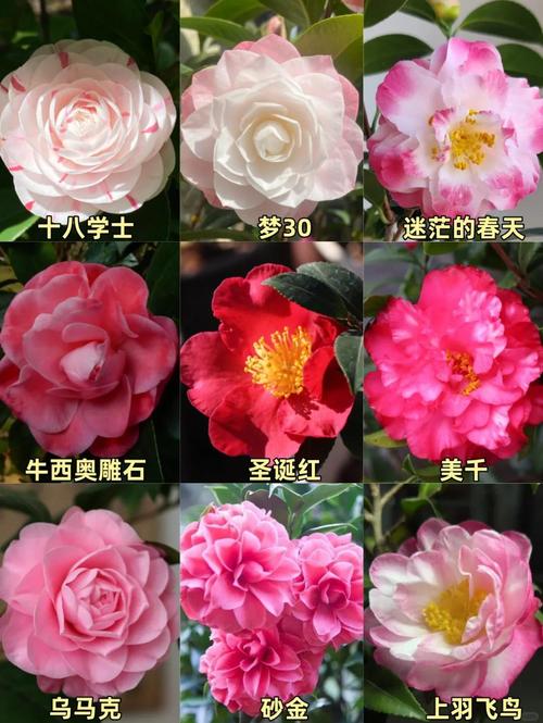 山茶花长什么样，山茶花长什么样有什么特点-第4张图片-优品飞百科