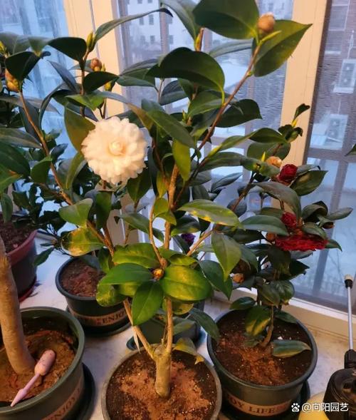 山茶花长什么样，山茶花长什么样有什么特点-第5张图片-优品飞百科