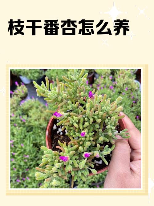 枝干番杏的养殖方法和注意事项，干枝番杏怎么养-第1张图片-优品飞百科