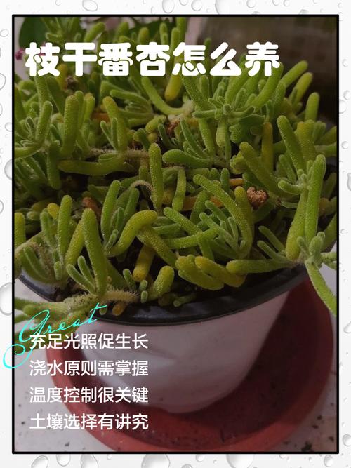 枝干番杏的养殖方法和注意事项，干枝番杏怎么养-第2张图片-优品飞百科