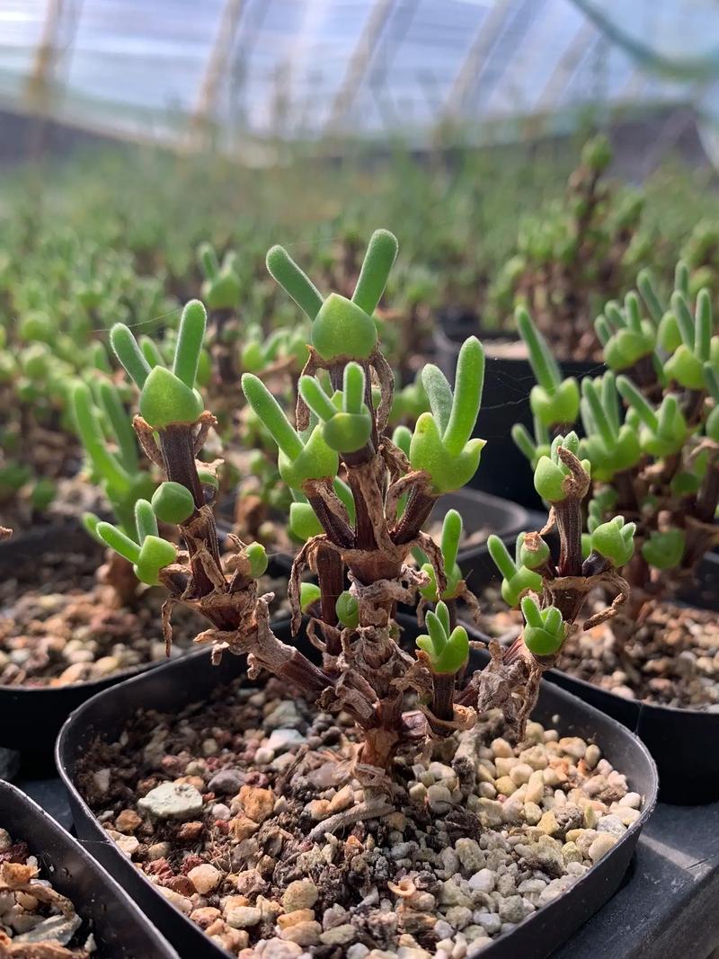 枝干番杏的养殖方法和注意事项，干枝番杏怎么养-第3张图片-优品飞百科