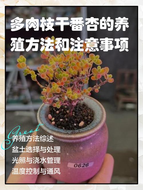 枝干番杏的养殖方法和注意事项，干枝番杏怎么养-第4张图片-优品飞百科