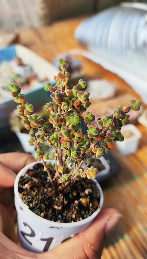 枝干番杏的养殖方法和注意事项，干枝番杏怎么养-第5张图片-优品飞百科