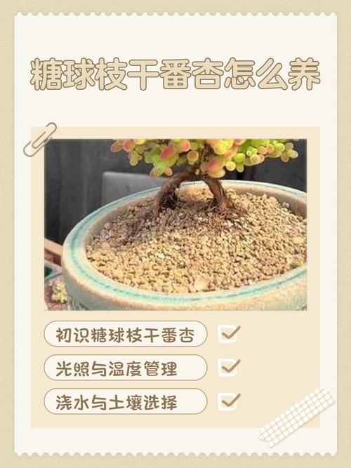 枝干番杏的养殖方法和注意事项，干枝番杏怎么养-第6张图片-优品飞百科