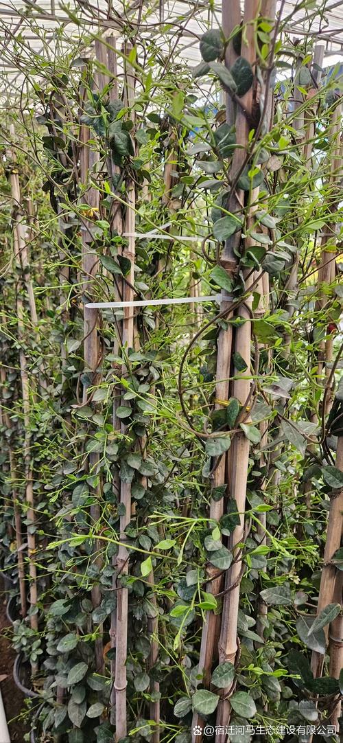 络石有哪些品种，络石到底有毒吗