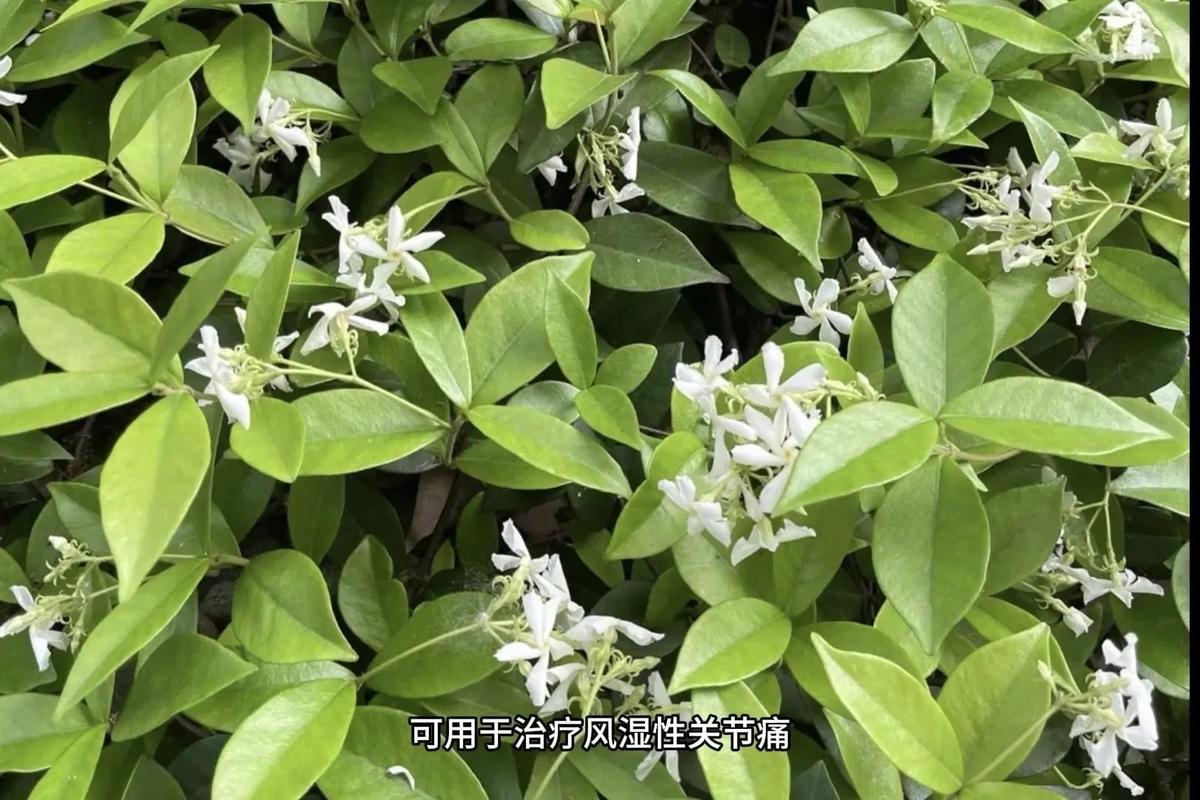 络石有哪些品种，络石到底有毒吗-第2张图片-优品飞百科