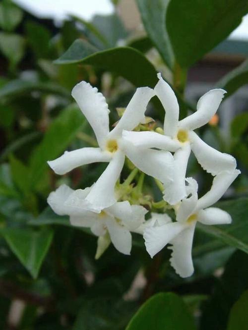 络石有哪些品种，络石到底有毒吗-第3张图片-优品飞百科