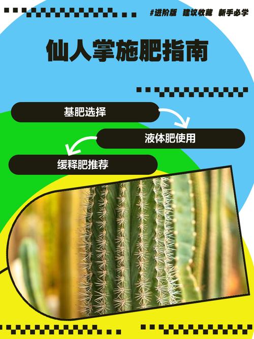 仙人掌用什么肥料好，仙人掌施肥吗?用什么施肥？
