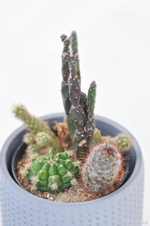 仙人掌用什么肥料好，仙人掌施肥吗?用什么施肥？-第6张图片-优品飞百科