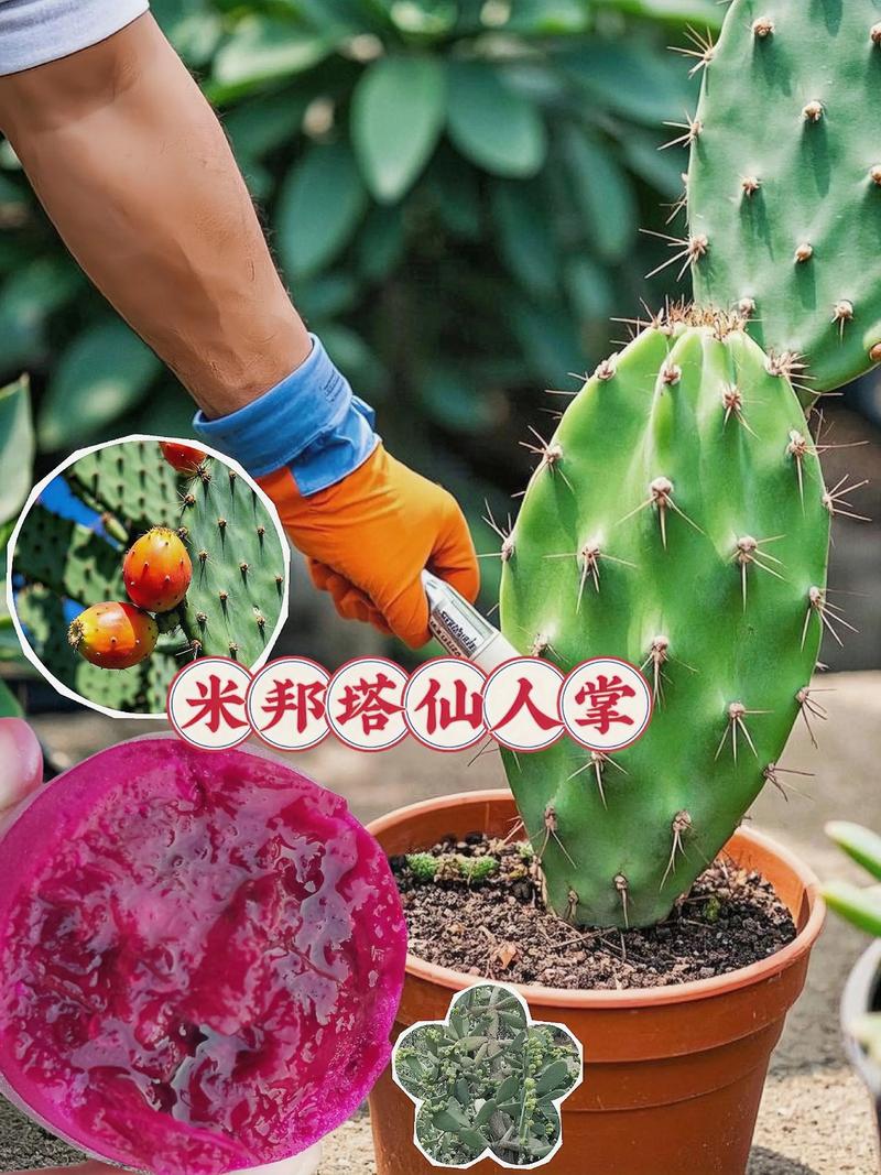 仙人掌用什么肥料好，仙人掌施肥吗?用什么施肥？-第7张图片-优品飞百科