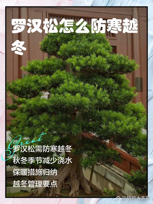 罗汉松如何安全过冬，罗汉松如何越冬-第2张图片-优品飞百科