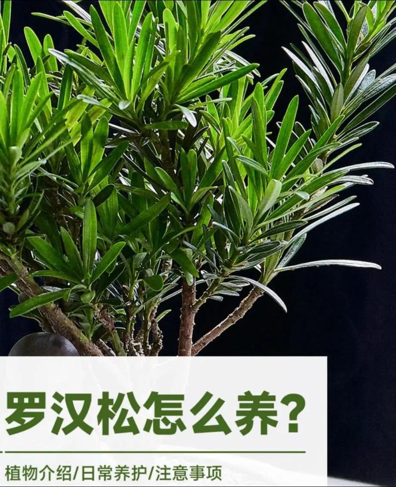 罗汉松如何安全过冬，罗汉松如何越冬-第3张图片-优品飞百科