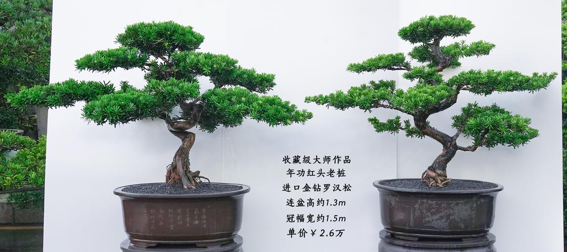 罗汉松如何安全过冬，罗汉松如何越冬-第5张图片-优品飞百科