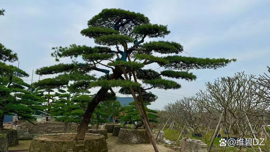 罗汉松如何安全过冬，罗汉松如何越冬-第6张图片-优品飞百科