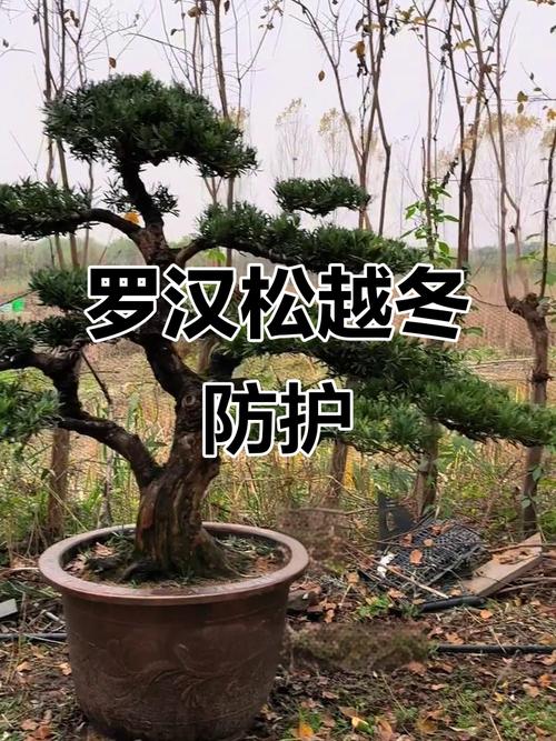 罗汉松如何安全过冬，罗汉松如何越冬-第7张图片-优品飞百科