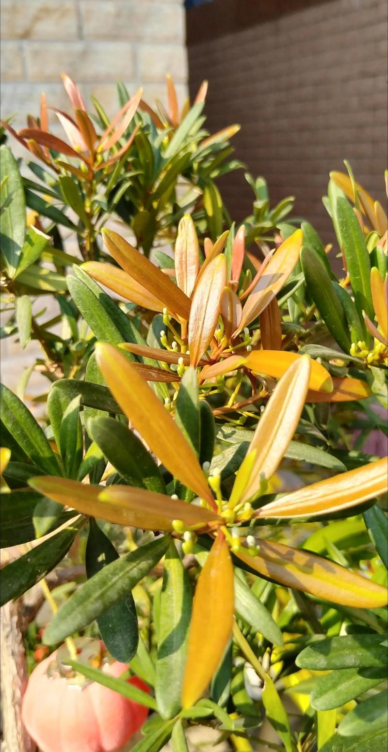 罗汉松如何安全过冬，罗汉松如何越冬-第8张图片-优品飞百科